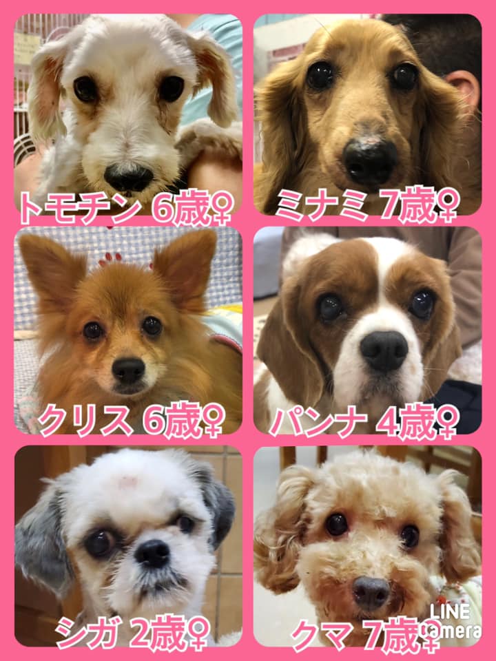 🐾今日の里親様募集中ワンコ🐶メンバーです🐾2020,10,11